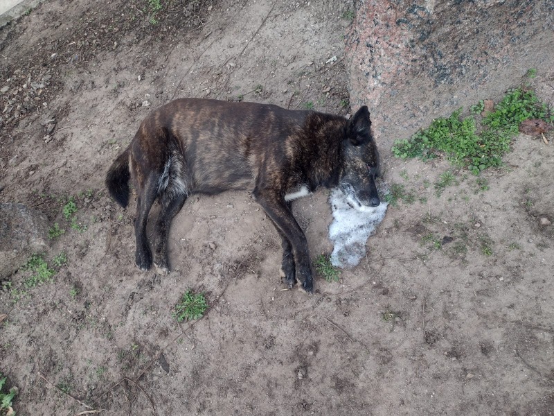 La polica investiga la muerte de perros en Sierra Chica